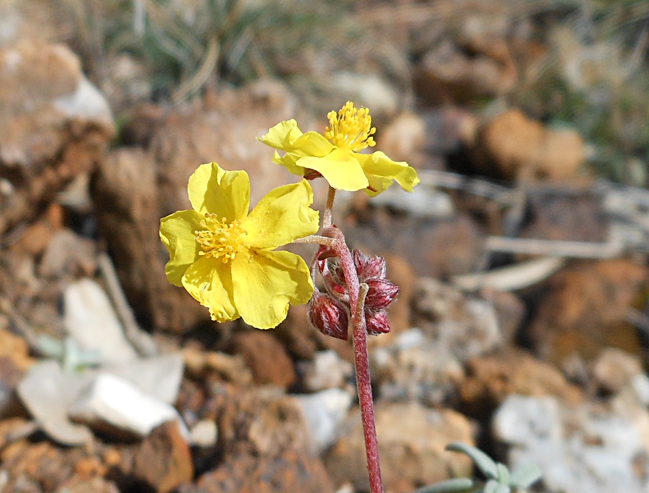 Helianthemum oelandicum subsp. italicum / Eliantemo rupino